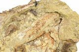 Triceratops Tooth w/ Hadrosaur Teeth, Bones & Tendons - Wyoming #292621-2